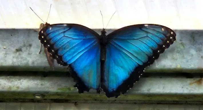 Blue Butterflies Studio Empuriabrava