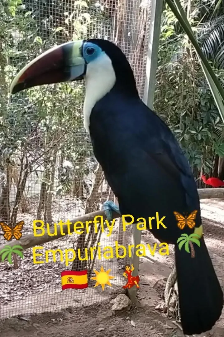 아파트 Blue Butterflies Studio 엠푸리아브라바